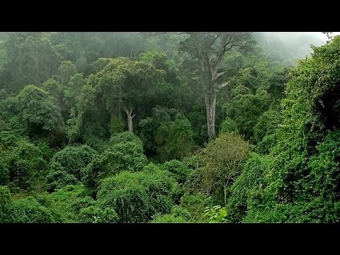 los 10 bosques y selvas mas grandes y increibles del mundo