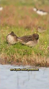 Pato Jergón Chico en Chile | ¿Lo habías visto antes? #avesdechile #aves #josewildlife