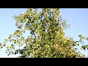 FSI Tree Shaker for Cherries, Mirabelles, Plums, Apple, Olives, Hazel and Walnuts