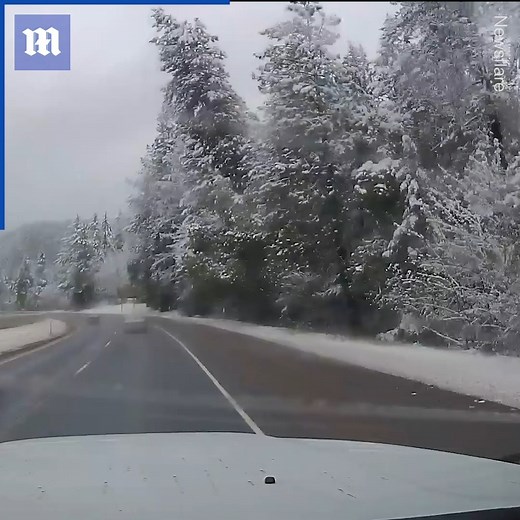 316K views · 1.3K reactions | It's a miracle how this driver survived a 40-foot tree falling on his car!  via Newsflare | Daily Mail Video | Facebook