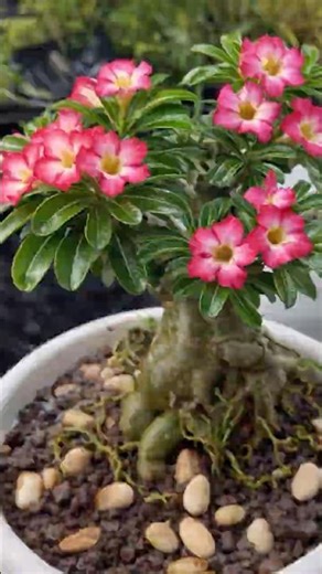Repotting Adenium | Desert Rose Care #gardening #adenium #plants #houseplants #shortvideo