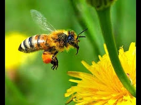 Apitoxin - Health Treatment Using Bee Venom - TvAgro by Juan Gonzalo Angel