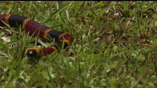 How to spot venomous snakes in Florida