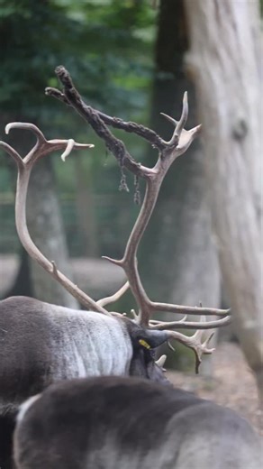 2K views · 252 reactions | 龜Alors que le brame du cerf se prépare, c’est aussi la saison des amours chez les rennes ! Notre mâle Ivar marque son territoire, brame et poursuit les femelles pour assurer la reproduction. Un véritable marathon amoureux qui va l’occuper durant plusieurs semaines. Un moment fascinant à observer en ce moment au Parc Animalier de Sainte-Croix ! ✨ | Parc Animalier de Sainte-Croix | Facebook