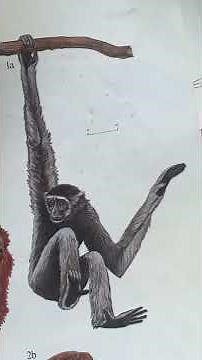 Borneon gibbons calling, Danum valley, Sabah, borneo