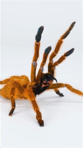 Spiders have bad days too #tarantula #spider #nature #animals