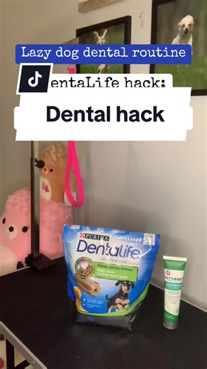 My lazy day dog dental hack to get some toothpaste on my dogs teeth #dogdentaltreats #dogdentalhealth #dogdentalchews #dogdentalchew #dogtoothpaste #dogteethclean #brushyourdogsteeth #dentalife #vohcapproved