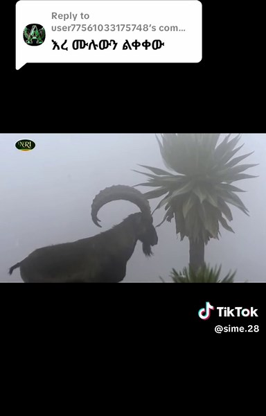 የፍቅር ብቻ እና መልካም ምንጭ