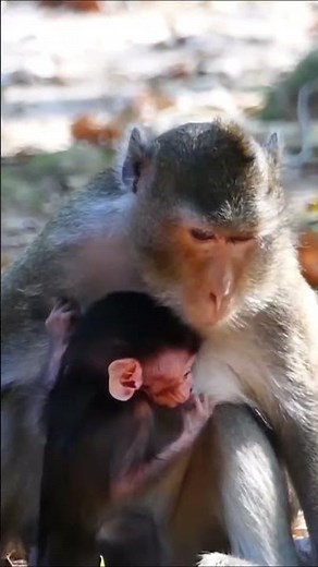 Monkey species: The mother monkey sternly warns: "You're not allowed to nurse yet."