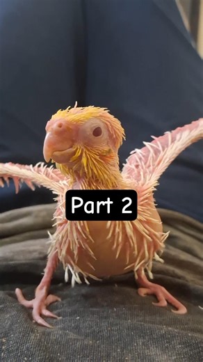 Complete journey of my adopted baby | part 2 #song #shortsfeed #shorts #yt #ytshorts #instagram