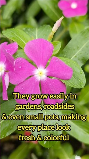 Periwinkle flower facts