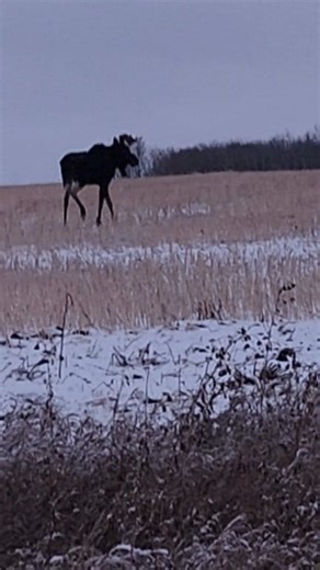 17 reactions · 4 comments | Hey big fella... | Ted Brooks | Facebook