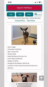 Dogs at Contra Costa Animal Services please share!!!!♥️🧡💛🩵🩷💜❤️💚 | Memoirs of a Dog