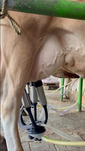 Modern Dairy Milking Process 🐄 Milk Extraction with Machine | Beautiful Farm View