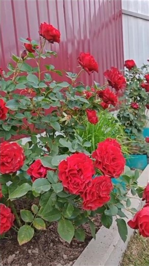 Beautiful Flowers Garden Aesthetic with Relaxing Music | SM Nature & Flower Vlogs