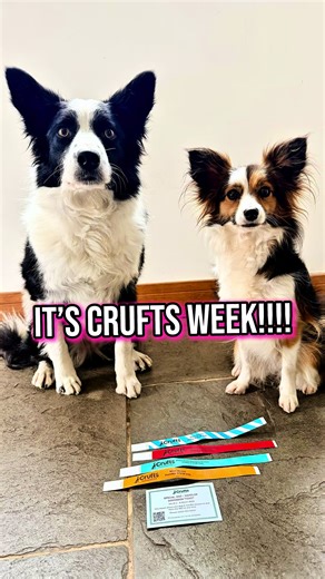 Preparing for Crufts: Training Plans for Our Dogs