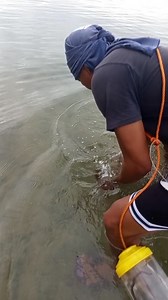 #octopus | Kevin Charles Butal