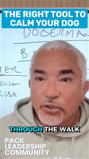 62K views · 1K reactions | Does your dog pull, lunge, or bite from excitement? The right tools can calm their mind and redirect their energy — join Cesar live in the Pack Leadership Community. Link in bio. ¿Tu perro jala, se lanza o muerde por exceso de entusiasmo? Con las herramientas correctas puedes calmar su mente y redirigir su energía. Únete en vivo a César en Pack Leadership Community.  Link en bio. | Cesar Millan | Facebook