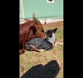 Romance Between Heeler Pup And Zebu Bull
