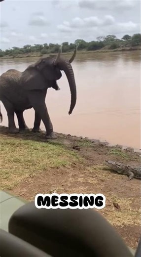 Elephant Throws Crocodile Out of the River With Its Trunk