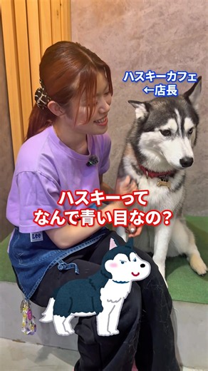 "Why are Husky eyes blue?" 🤔🐺 Actually, a Husky's blue eyes aren't reflecting the sky, nor are th...