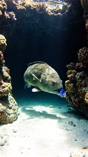 Giant Grouper Attacks! Incredible Underwater Predator Footage