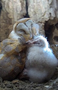 The barn owl chicks are growing fast 🦉🐤❤ Watch as they both cuddle up to mum Gylfie, and notice how the eldest is mimicking her preening action! Watch my livestream for more magical owl moments 🦉📺https://www.robertefuller.com/live-cameras-fotherdale/ | Robert E Fuller