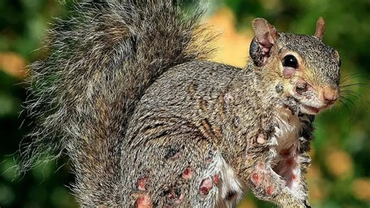 Plague of ‘zombie squirrels’ swarm gardens with oozing pus-filled sores