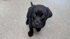 Puppy hugging experience helps dogs become heroes at Palmetto nonprofit