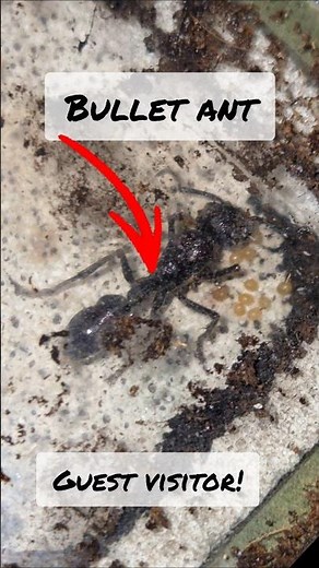 I'm keeping BULLET ants! (for now)