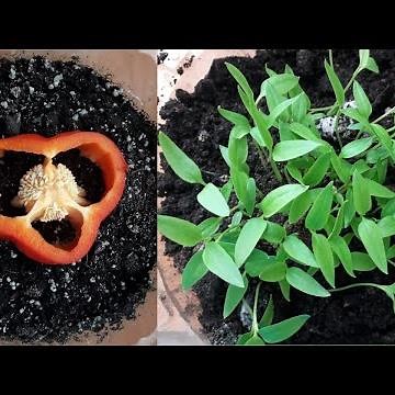 How to Grow Bell Pepper at Home//how to grow bell peppers from seed indoors//fresh bell pepper seeds