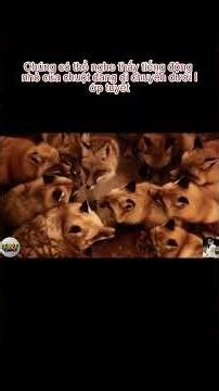 Khám Phá Những Sự Thật Bí Ẩn Về Loài Cáo Mà Ít Người Từng Biết 2