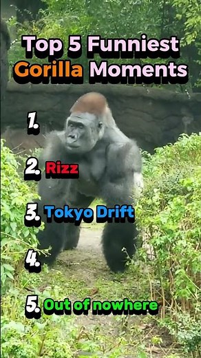 The 5 Funniest Gorilla Moments Caught On Camera
