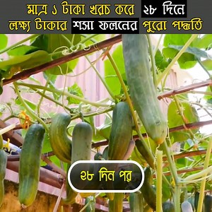 2.1M views · 10K reactions | এই পদ্ধতিতে মাত্র ১ টাকা খরচ করে - ২৮ দিনে - লক্ষ্য টাকার - শসা - ফলন করেছি | Organic Plus | Facebook