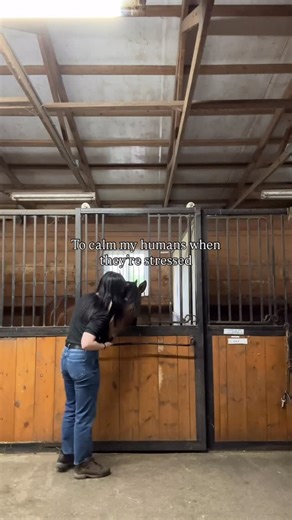 Equestrian Artist | Alex Lederman on Instagram: "One minute they’re a ✨sweet angel✨, the next, they’re pure chaos 😈 #ledermanart #customart #animalart #memorialart #charcoaldrawings #fineart #customportraits #petmemorial #artoftheday #finetipdrawings #artisticexpression #handcraftedart #personalizedart #petportraits #animalloverart #equestrianhumor #horsehumor #funnyhorses #ihavetwojobs #horsemom"