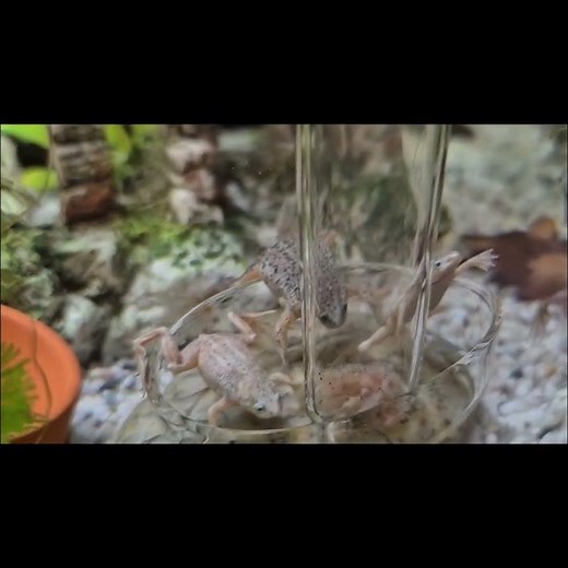 Cute Frogs in Aquarium 🐸🌿 | Relaxing Nature Short