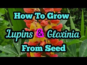 How to grow Lupins and Gloxinia from seed Part 1