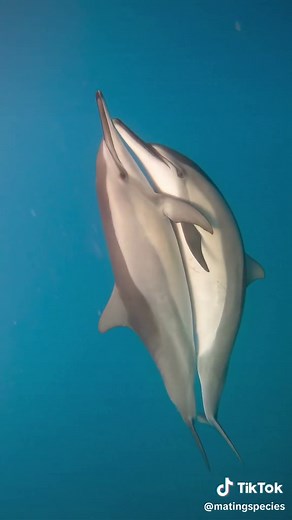 Mating Animals on TikTok