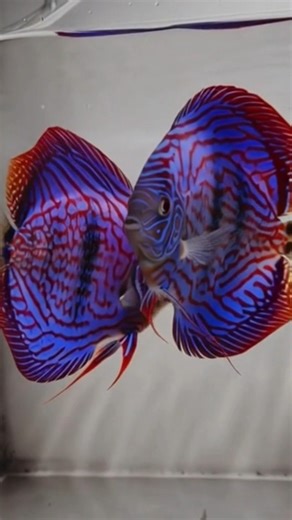 Discus breeding pair 🥰😍❤️ #pets #aquarium #fish #aquaticpets #exoticaquariumfish #fishing