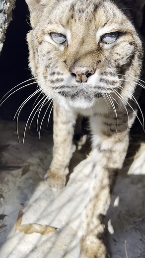 GOOD MORNING!! Moses was abandoned here at Big Cat Rescue with no note and no one to tell us what his story was. He was approximately four weeks old and near death when his carrier was discovered just inside the front gates in May of 2001. He knew how to nurse from a bottle which is something that he would have been taught over a two to three-day period. Knowing that we assume that he was someone's failed attempt at having him for a pet. Within a short period of time, with a proper diet and anti