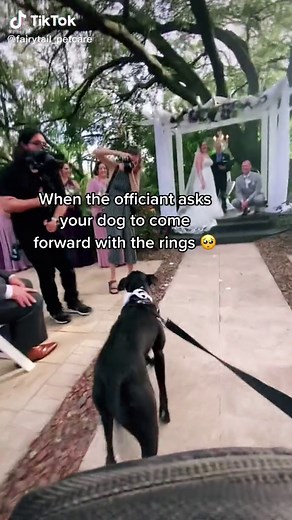 FairyTail Pet Care on TikTok