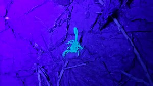 57 reactions | On the way to the moth sheets for our last night of Mega Moth Mission, the count is up to 17 so far!! | National Butterfly Center | Facebook