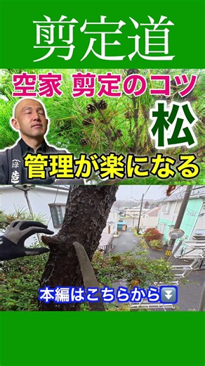 管理が楽になる！！《数年放置の松》ポイントお伝えします #剪定方法 #松 #庭作業 #庭木の管理 #庭木の手入れ #庭木の剪定 #空き家 #初心者
