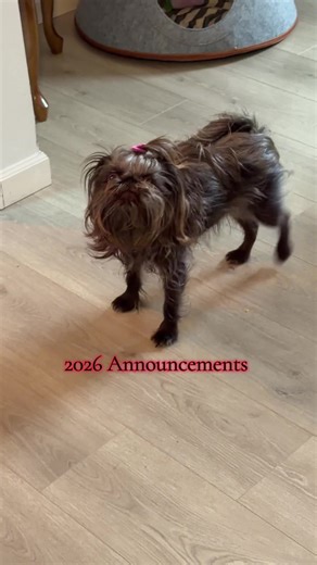 Funny Brussels Griffon Dogs on TikTok