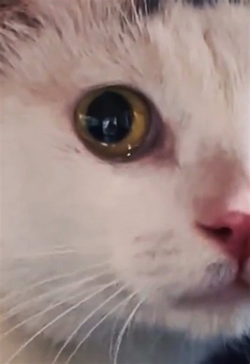 Helping Stray Cats: A Call to Compassion