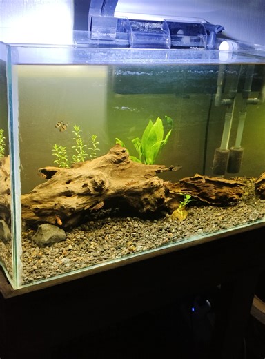 Using Lava Rocks in Your Aquarium