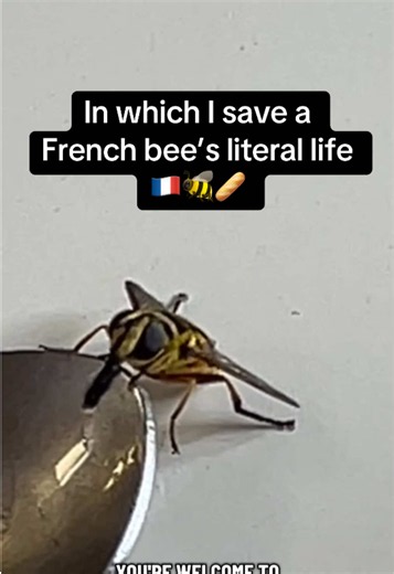 How I Saved a French Bee’s Life — Bee Rescue Story