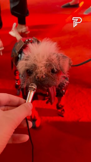 Pubity on Instagram: "@pubity is dedicated to bringing you the very best original content 🔥 Dogpool understood the assignment 🤣 Meet Peggy, aka Dogpool, a four-year-old Pug Chinese Crested mix who gained fame after winning the UK’s Ugliest Dog photo competition. 🐶 She recently walked the red carpet with Ryan Reynolds and Hugh Jackman for the new Marvel movie “Deadpool & Wolverine” #deadpool #deadpoolandwolverine #dogpool #pubity"