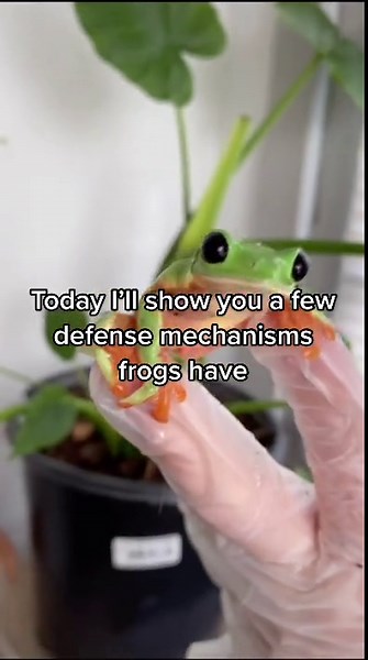 Frogs Defense Mechanisms: When all else fails.. SCREAM 🐸