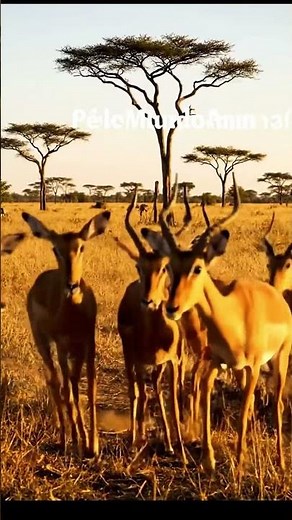 Antelope: Speed and Vigilance in the Savanna #animals #facts